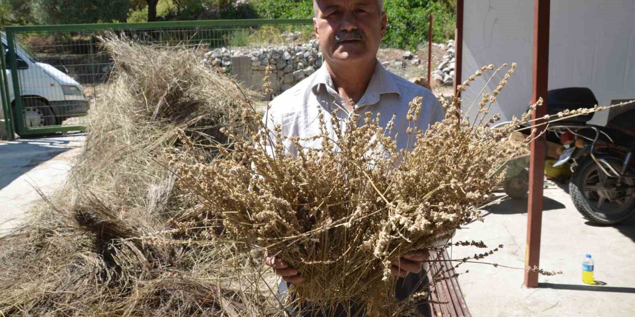 Torosların Şifa Dağıtan Adamı