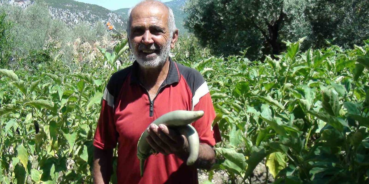 Antalyalı Çiftçi Ata Tohumlarıyla 52 Santimetre Boyunda Patlıcan Yetiştirdi