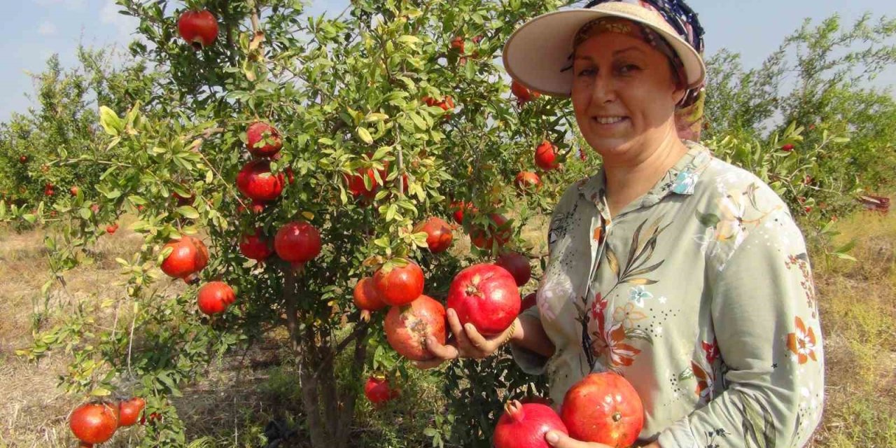 Mersin’de Yılın İlk Erkenci Nar Hasadı Yapıldı