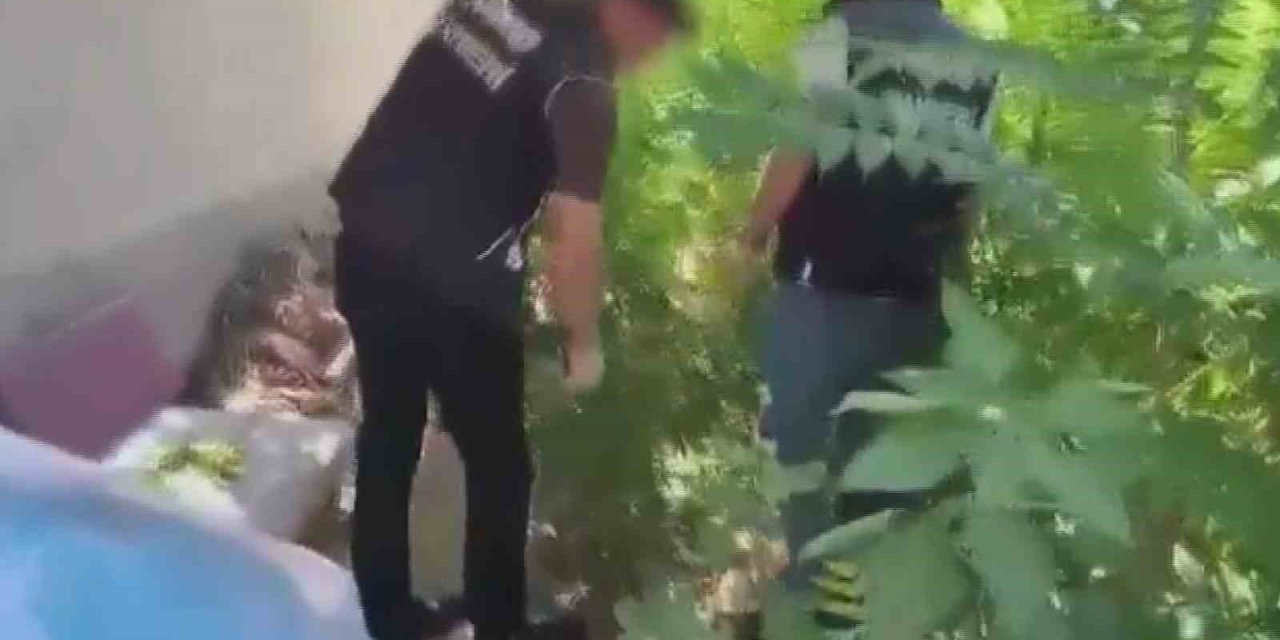 Bahçesinde Kenevir Yetiştiren Şahıs Gözaltına Alındı