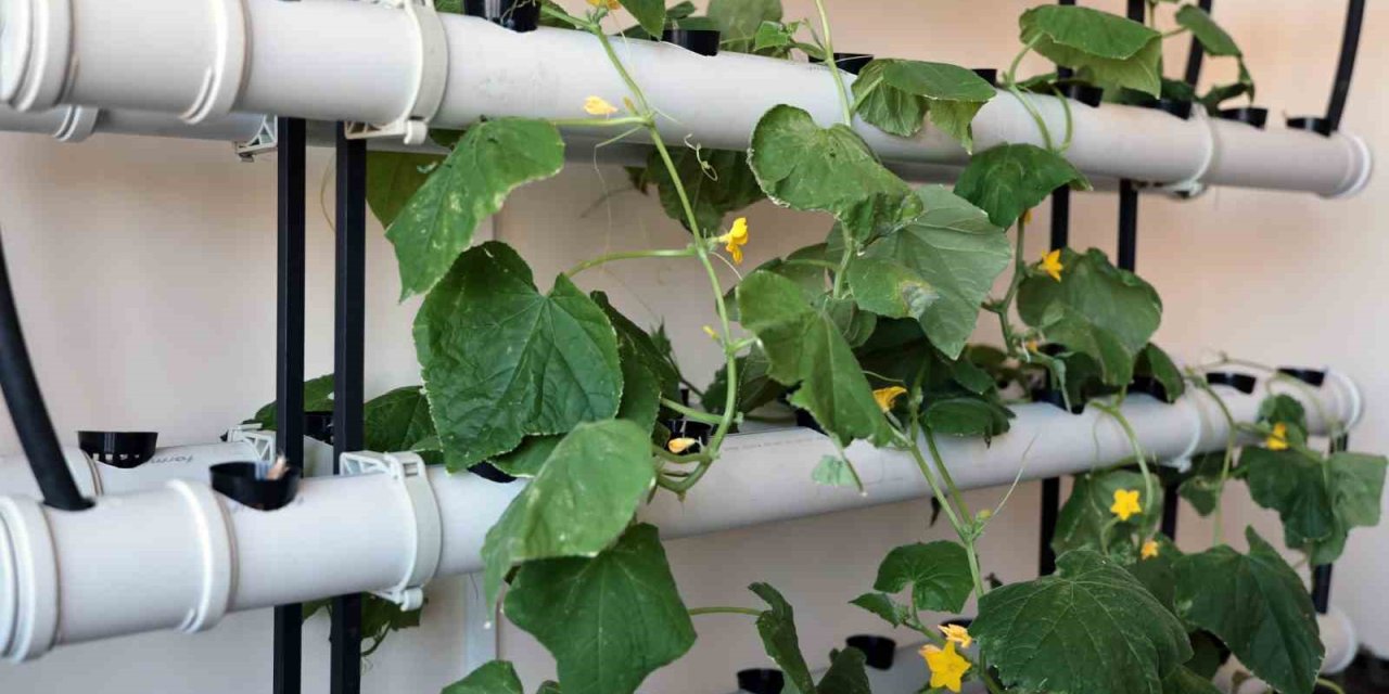 Talas Belediyesi’nde Yine Bir İlk; Topraksız Tarım