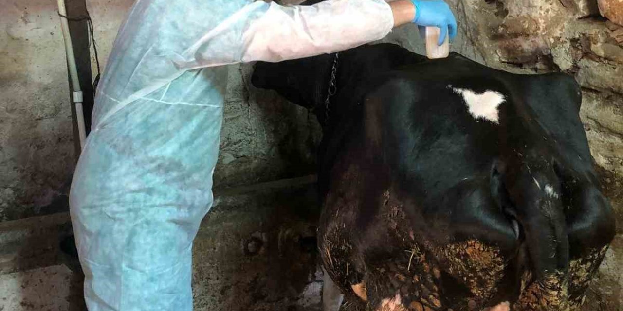 Eskişehir’de Ahır Ve Ağılda Sağlık Hizmeti Devam Ediyor