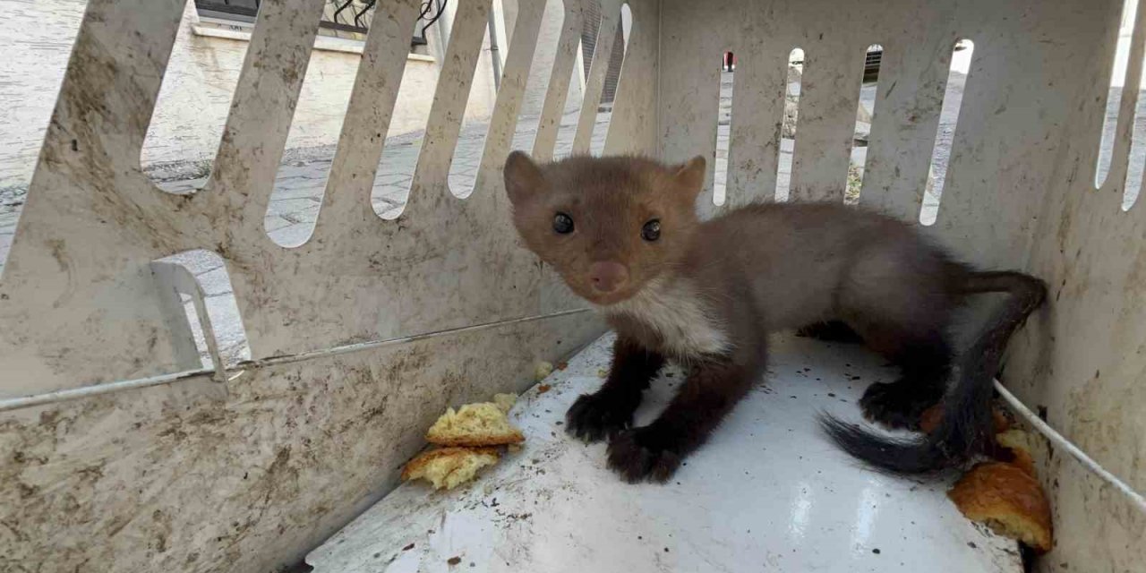 Bu Mahallede Vatandaşlar Sansar Avında