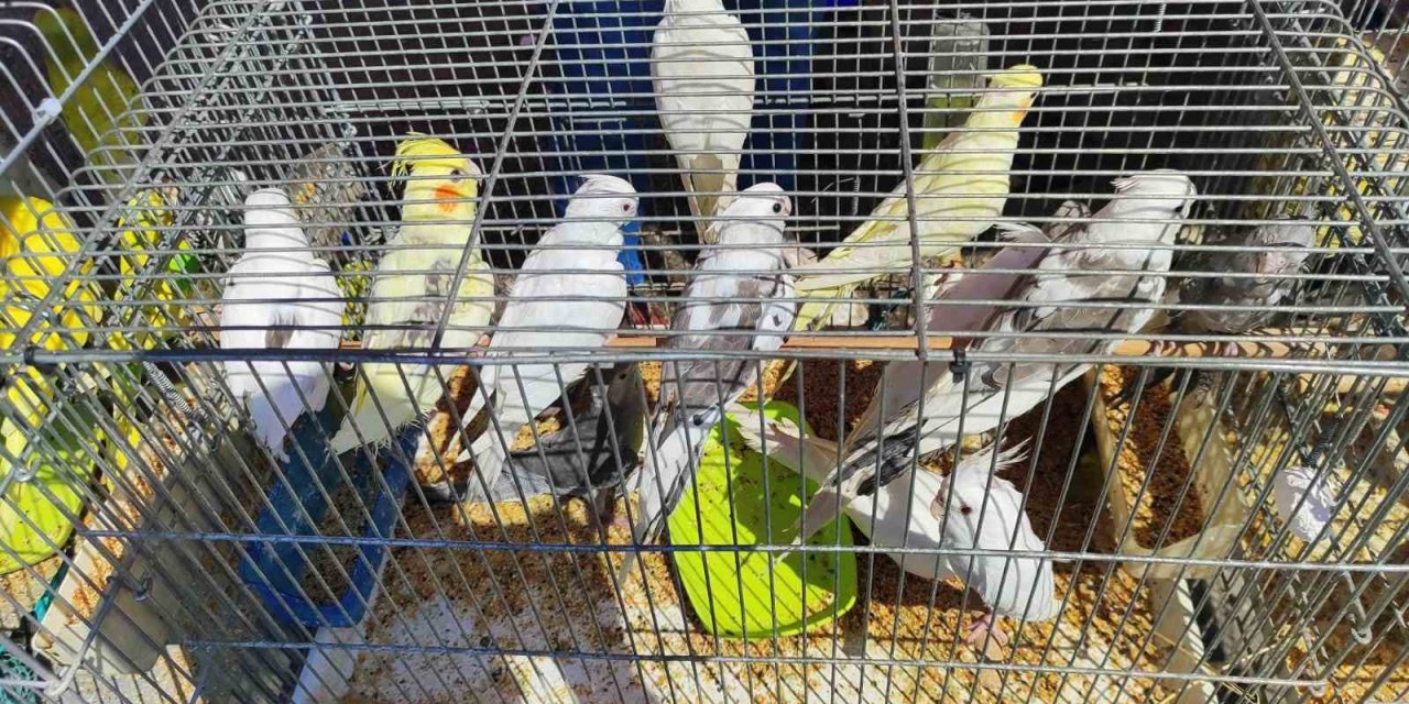 Antalya’da Kaçak Papağan Operasyonu: 16 Kuşa El Konuldu