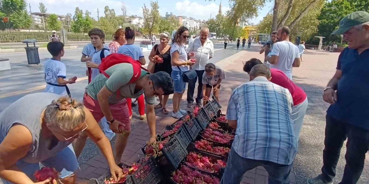 Aracılara Kızan Üretici 2 Bin Adet Ejder Meyvesini Bedava Dağıttı