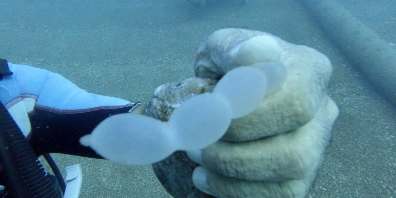 Trol Teknelerin Ağları Kalamarı Vurdu