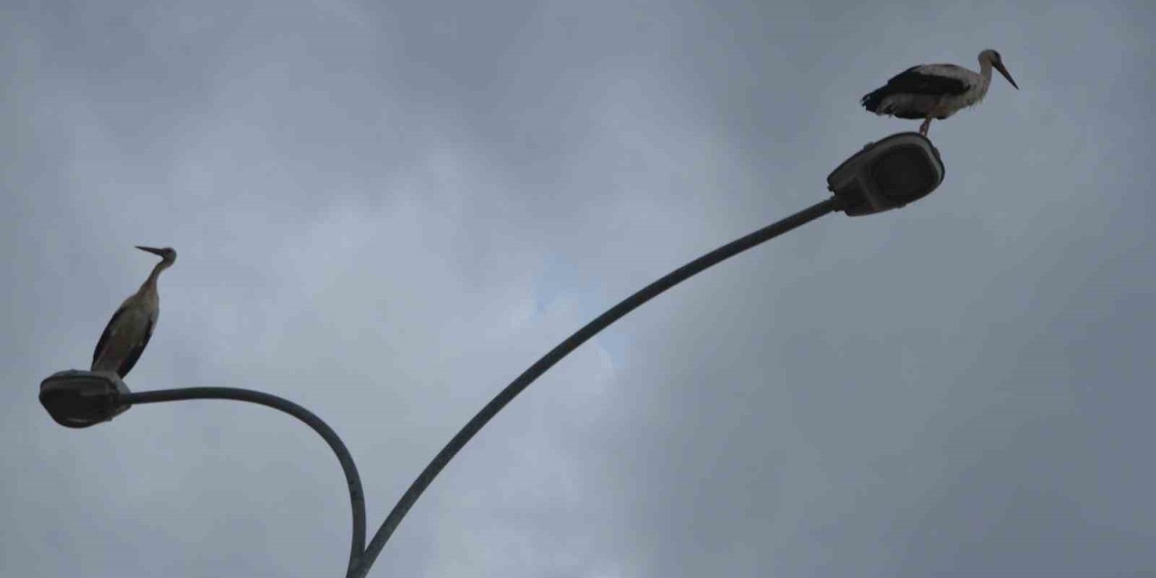 Göç Yolculuğunda Leylekler, Elektrik Direklerinde Mola Verdi