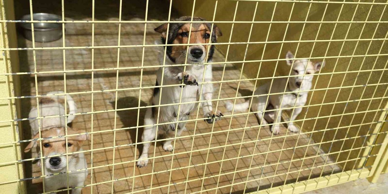 Kemer Belediyesi Ağustos’ta 54 Hayvanı Sahiplendirdi