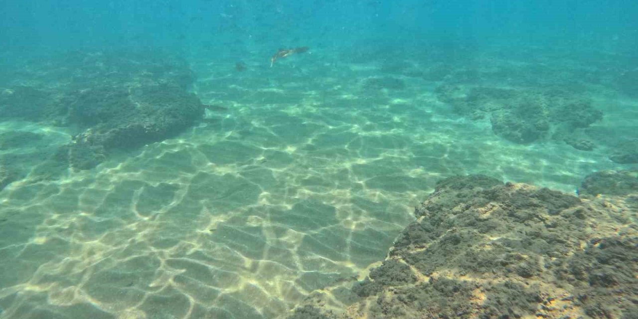 Deniz Suyundaki Sıcaklık Artışı Akdeniz’de Tür Değişimini Hızlandırıyor