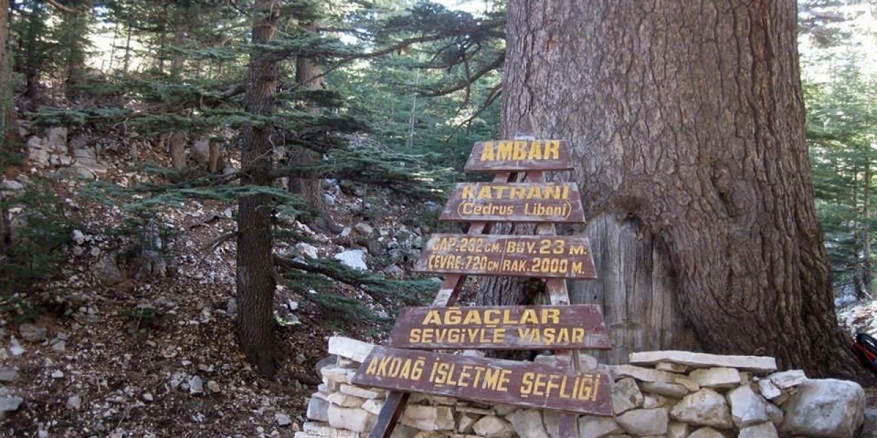 Türkiye’nin İkinci En Yaşlı Ağaç Kumluca’da  Doğa Severleri Bekliyor