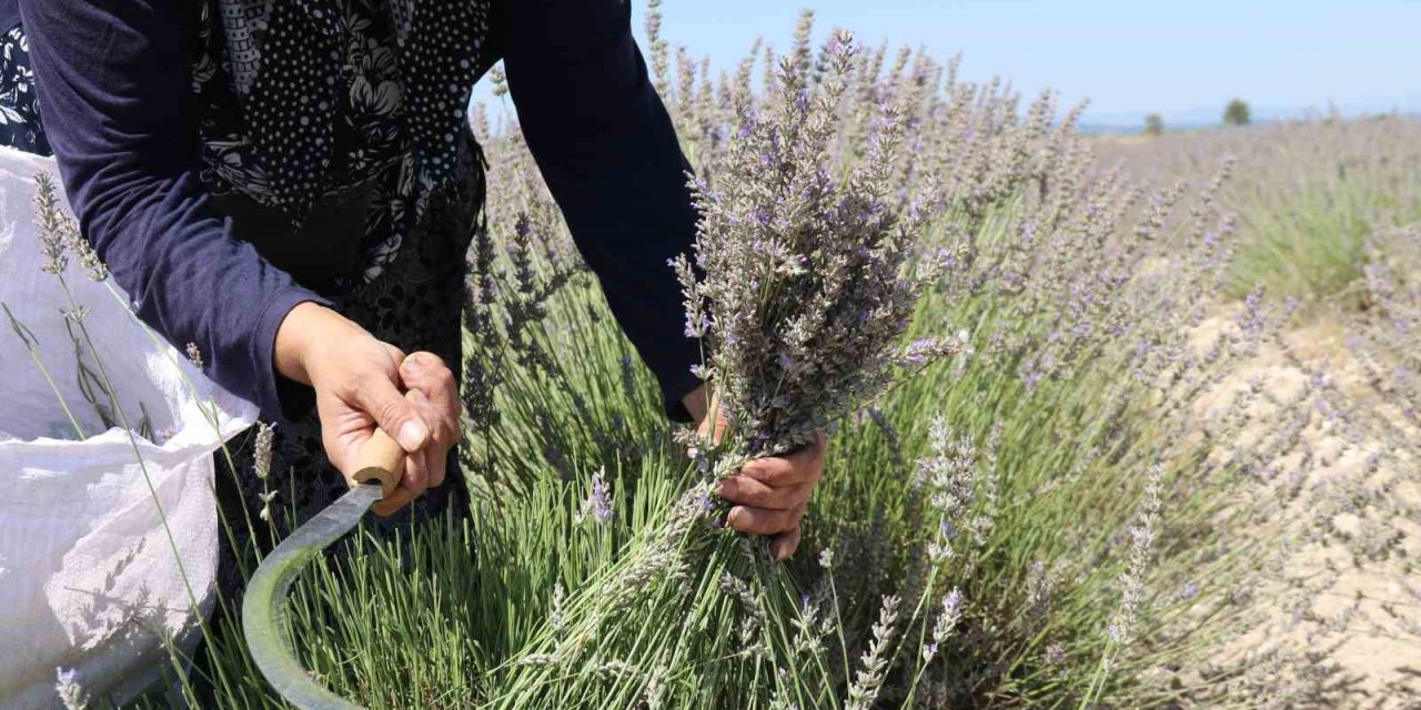 Eskişehir’de El Yordamı İle Lavanta Hasadı Başladı