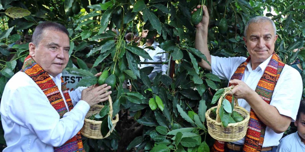 Foodfest Antalya Uluslararası Gastronomi Festivali Kapsamında Avokado Ve Mango Hasadı Yapıldı