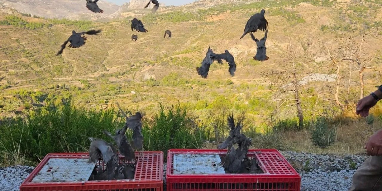 Akseki’de Orman Yangınına Karşı Doğa Dostu Adım: 920 Keklik Salımı Gerçekleştirildi