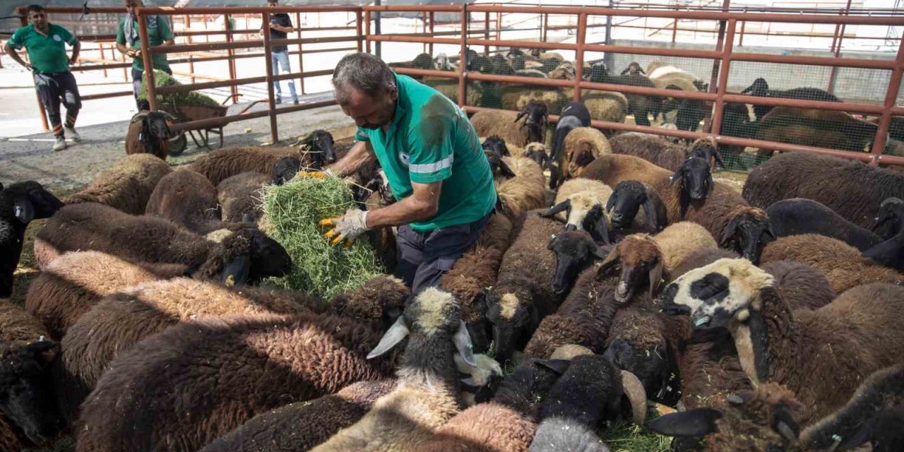 Mersin’de Üreticiler, Küçükbaş Hayvan Desteği İle İşletme Sahibi Oluyor