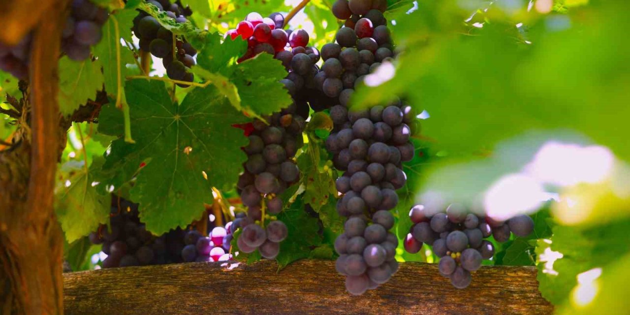 Üzümün Asmadan Pekmez Yolculuğu