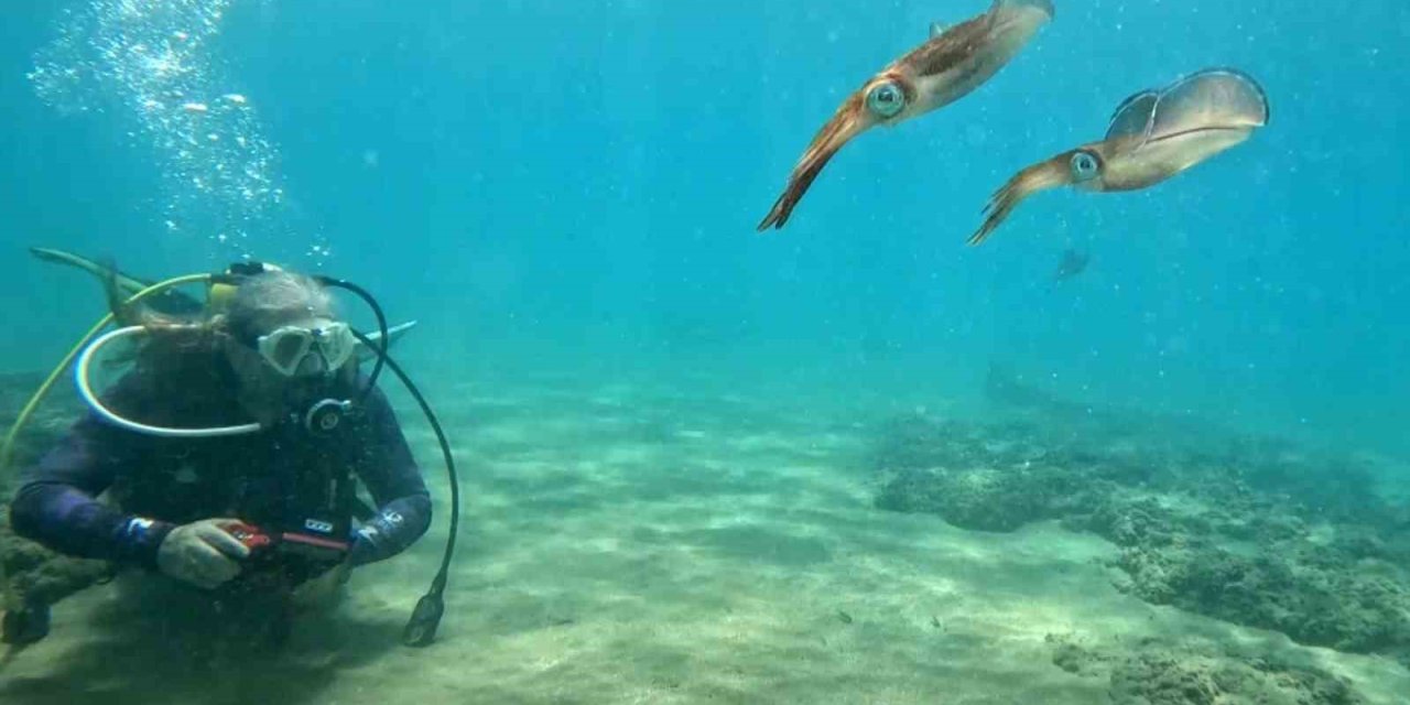 Kalamarların Yumurtlama Davranışı Değişiyor