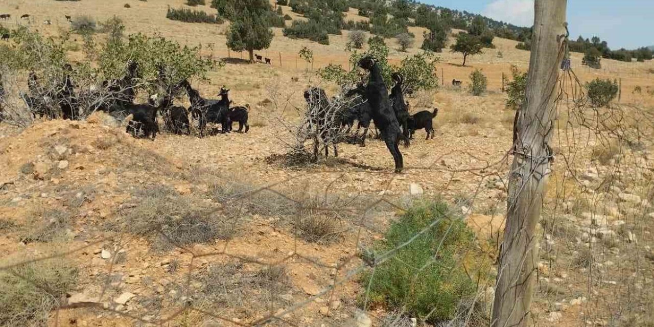 Meyveli Antep Fıstığı Fidanları Keçilere Yem Oldu