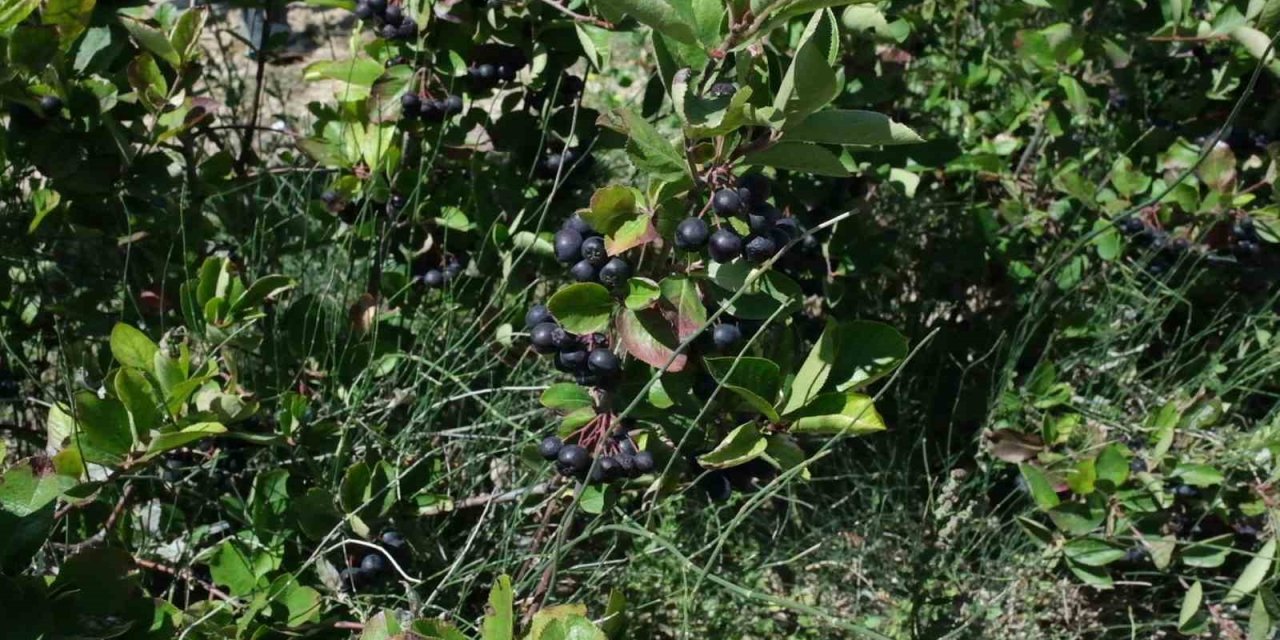 Mersin’de Aronya Hasadı Başladı