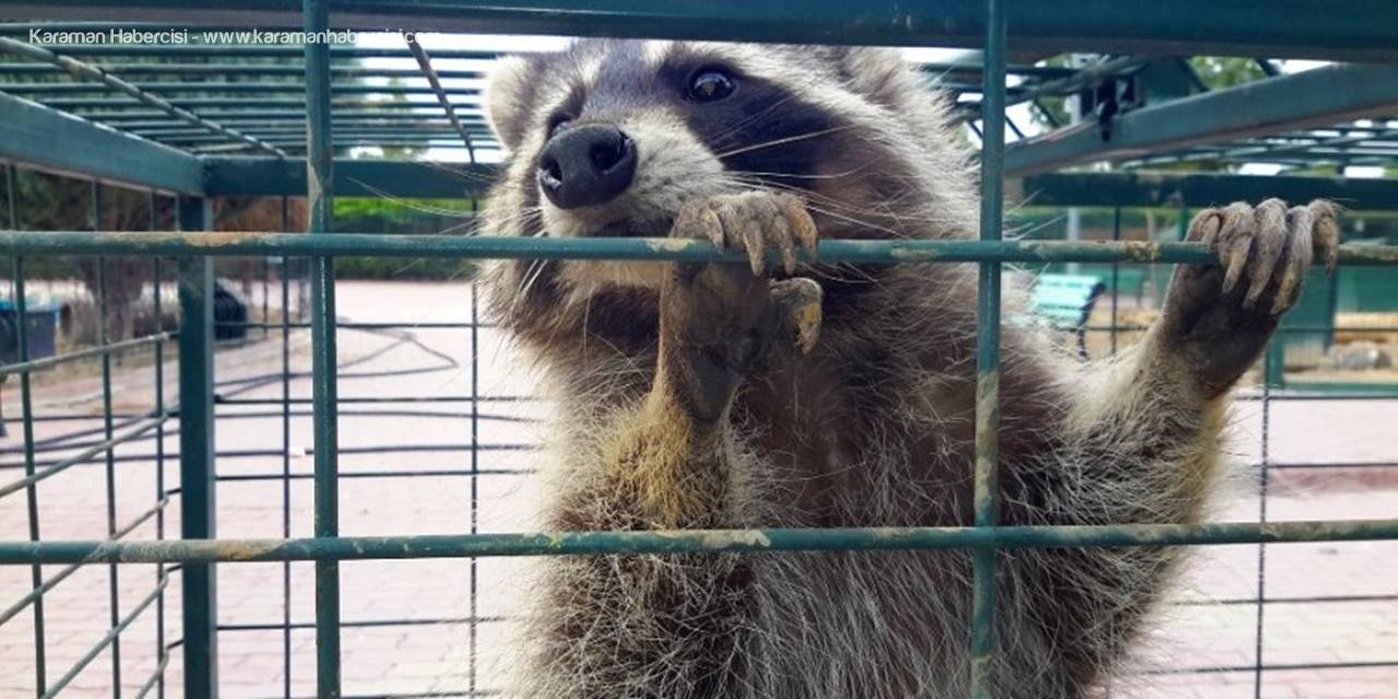 Konya’da Cami Lojmanının Çatısına Çıkan Rakun Yakalandı