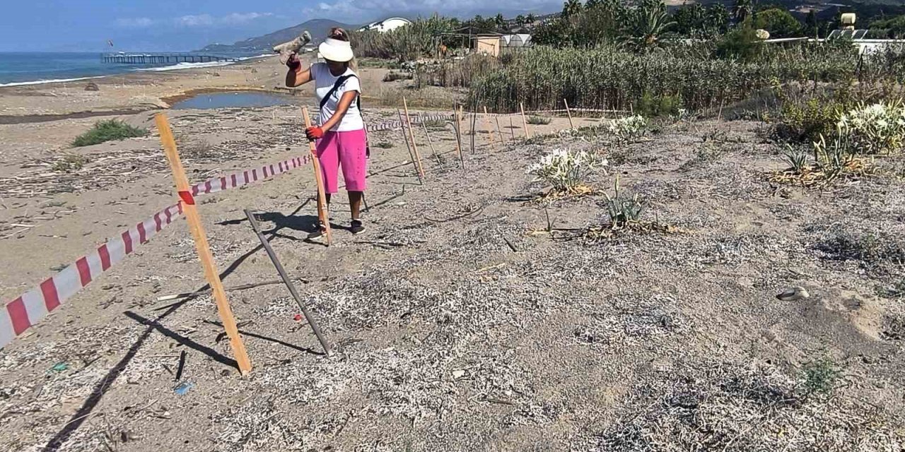 Alanya’da Koparılması 387 Bin Tl Ceza Olan Kum Zambakları Koruma Altına Alındı