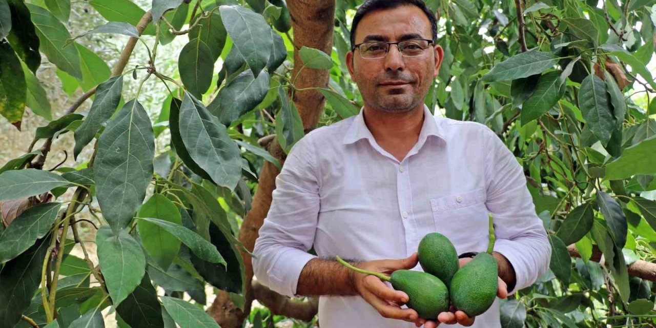 Alanya’da Avokado Hasadı Başladı