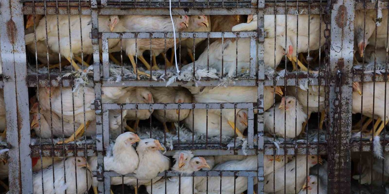 Selde Tavukları Telef Olan Vatandaşa Büyükşehirden Destek