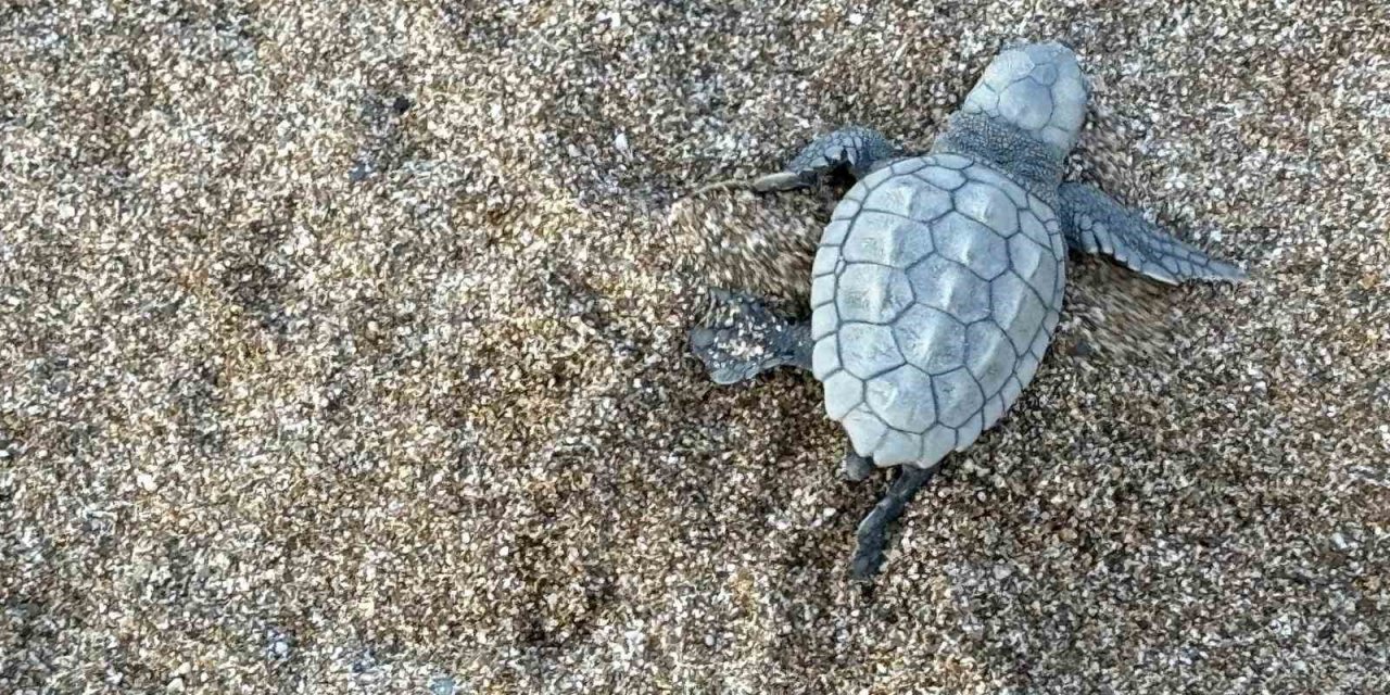 Alanya’da Yavru Caretta Carettalar Mavi Sularla Buluşmaya Devam Ediyor