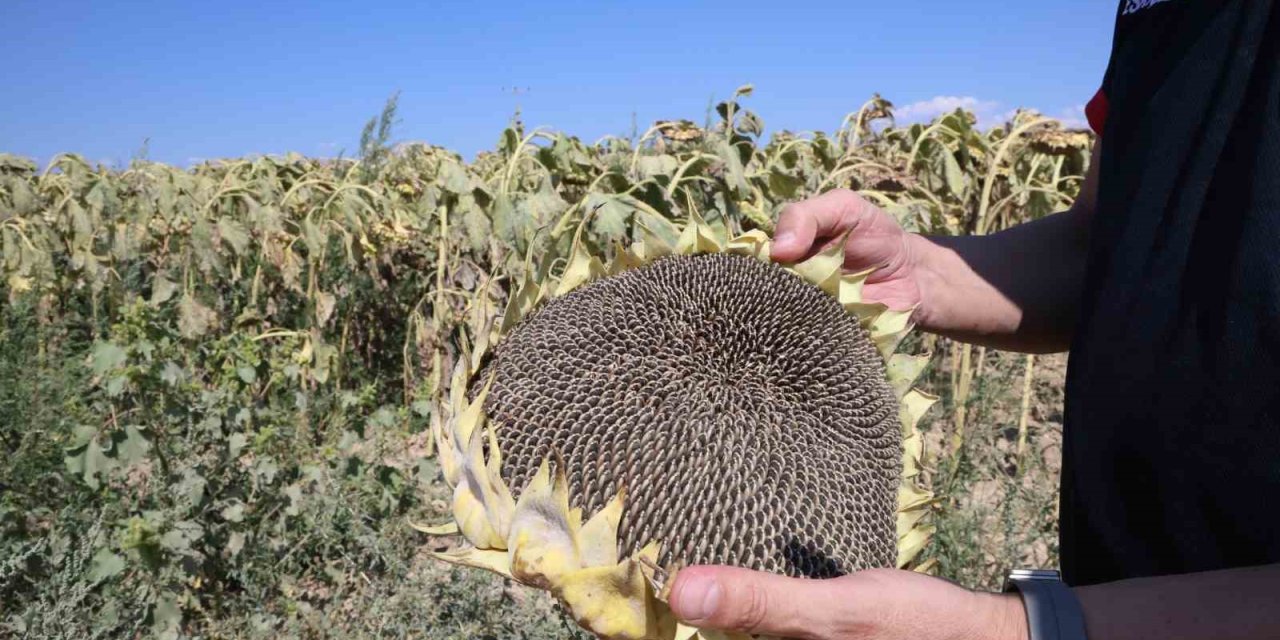 Bu Yıl Ayçiçeği Hasadı İçin Çiftçilerin Umudu Yüksek