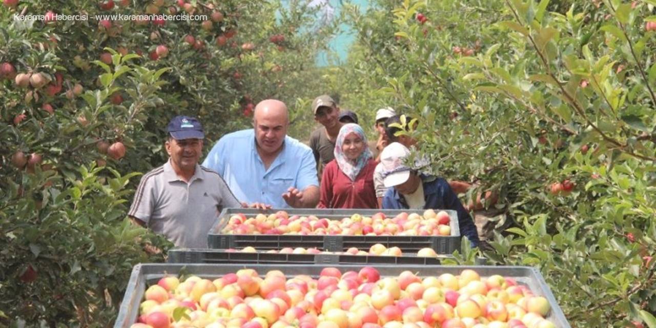 Karamanlı Elma Üreticileri Hasada Başladı