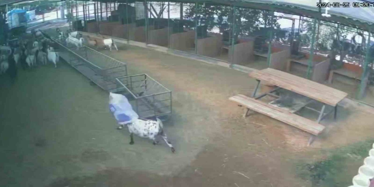 Başına Çuval Geçen Cüce Keçi, Diğer Keçilerin Kabusu Oldu