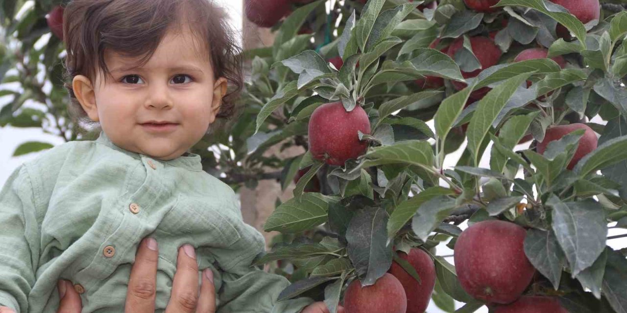 Yahyalı’da Elma Hasadı Başladı