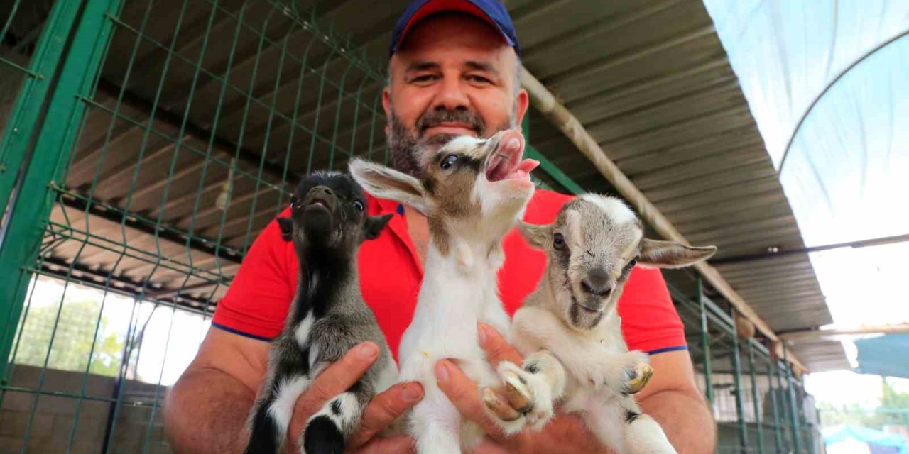 Antalya’nın Nijeryalı Cüce Keçileri: Avuç İçine Sığıyorlar, Görenler Biblo Sanıyor