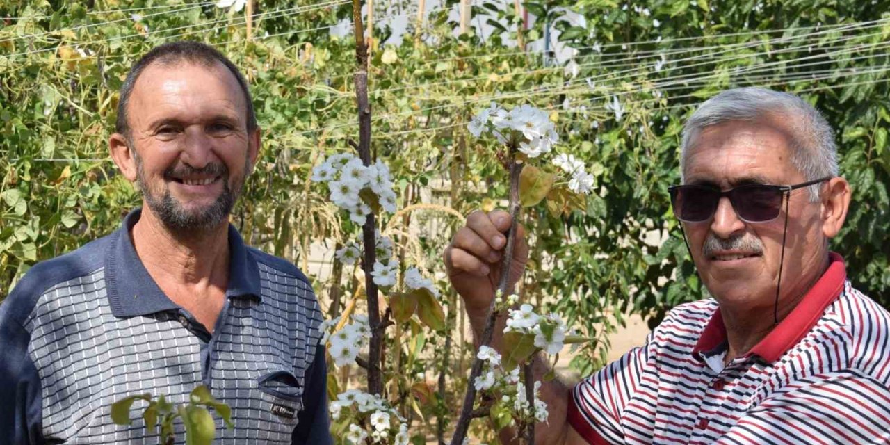 Karaman’da Armut Fidanı Sonbaharda Çiçek Açtı