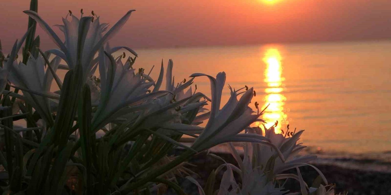 Sahiller Kum Zambaklarıyla Doldu, Çocuklar Koruma Altına Aldı