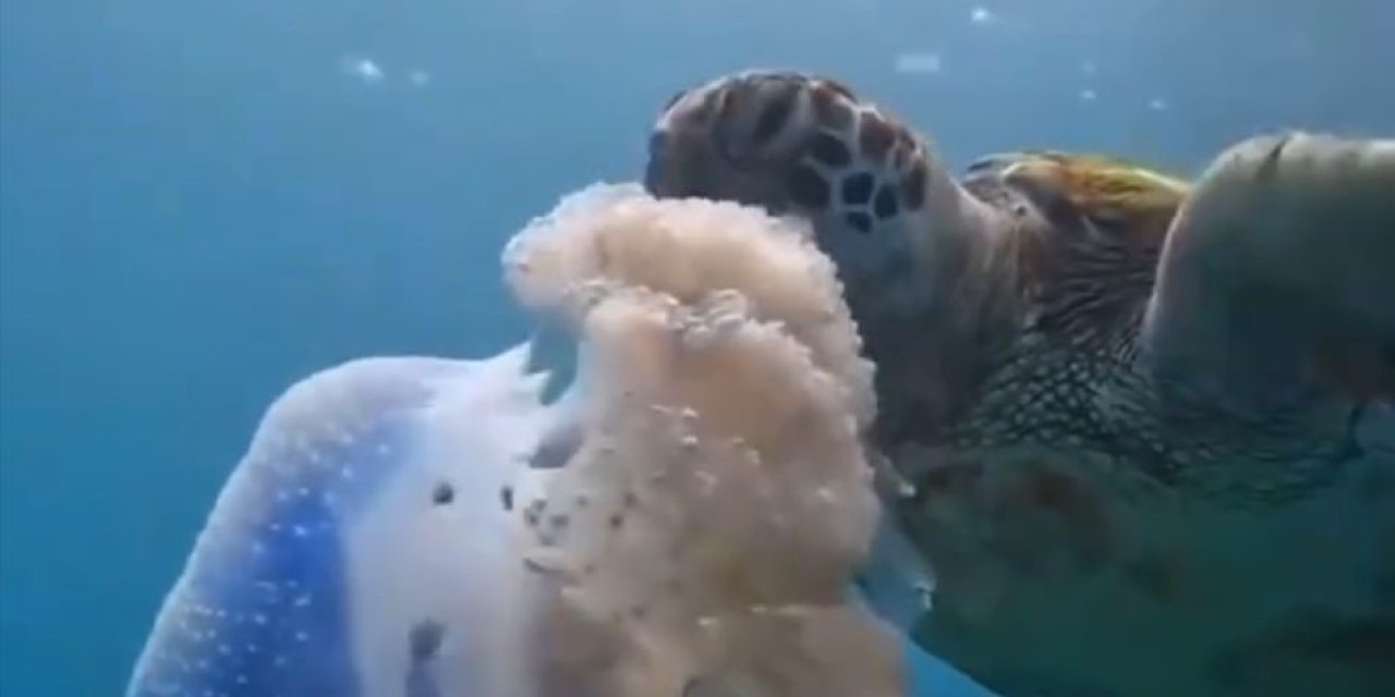 Caretta Carettanın Deniz Anasını Yediği Görüntülerle Denizi Kirletenlere ’çevre’ Mesajı