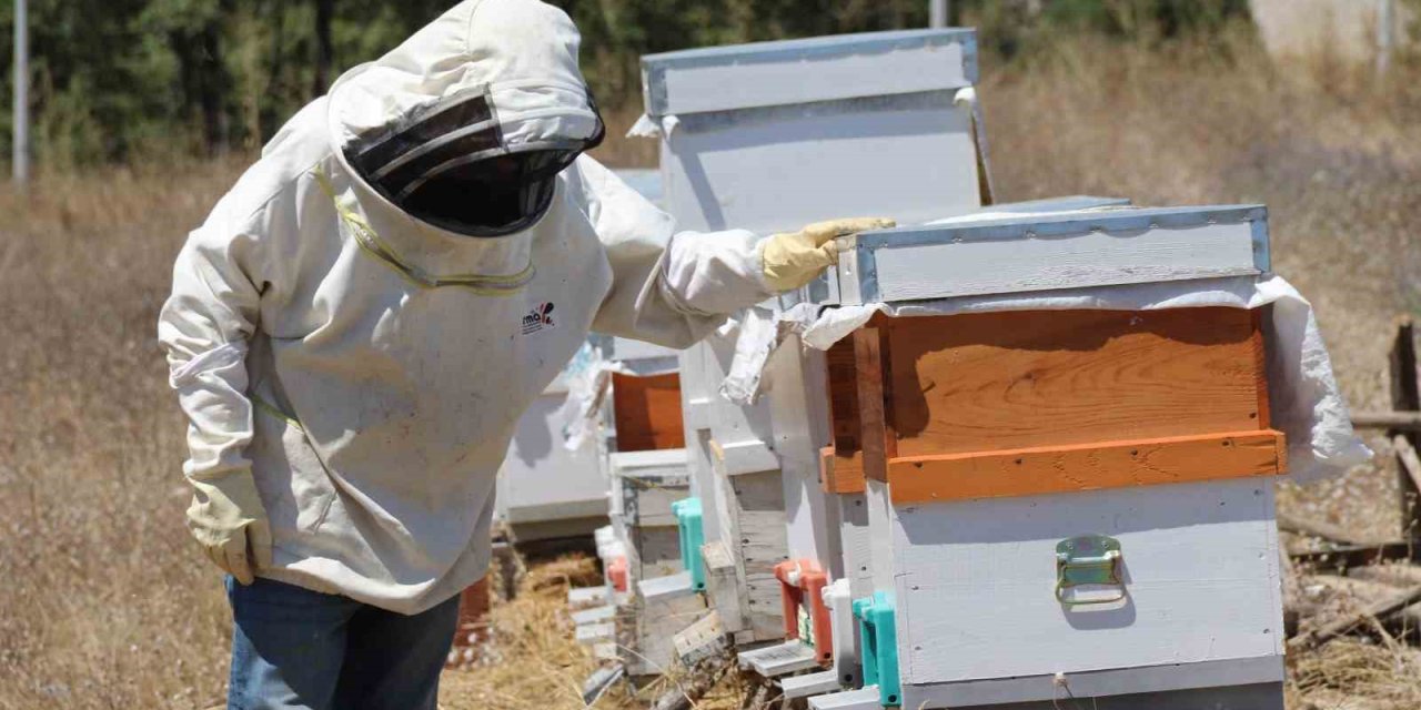 Aldığı Devlet Desteği İle 30 Kovanda Lavanta Balı Üretiyor