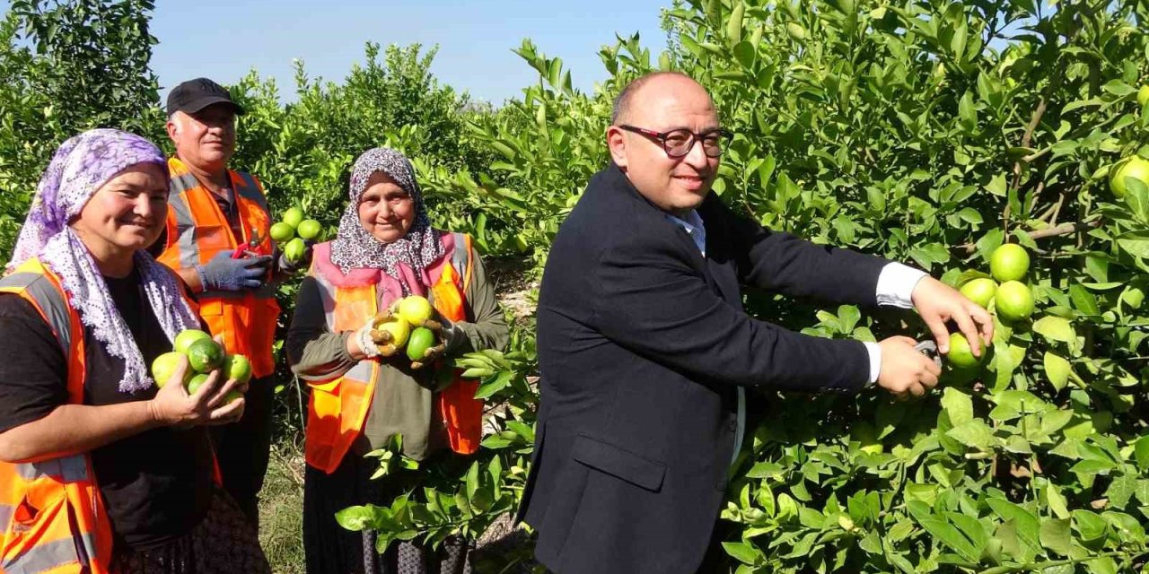 Yılda 1 Milyon Tondan Fazla Üretiliyor: Limonun Başkentinde Hasat Başladı