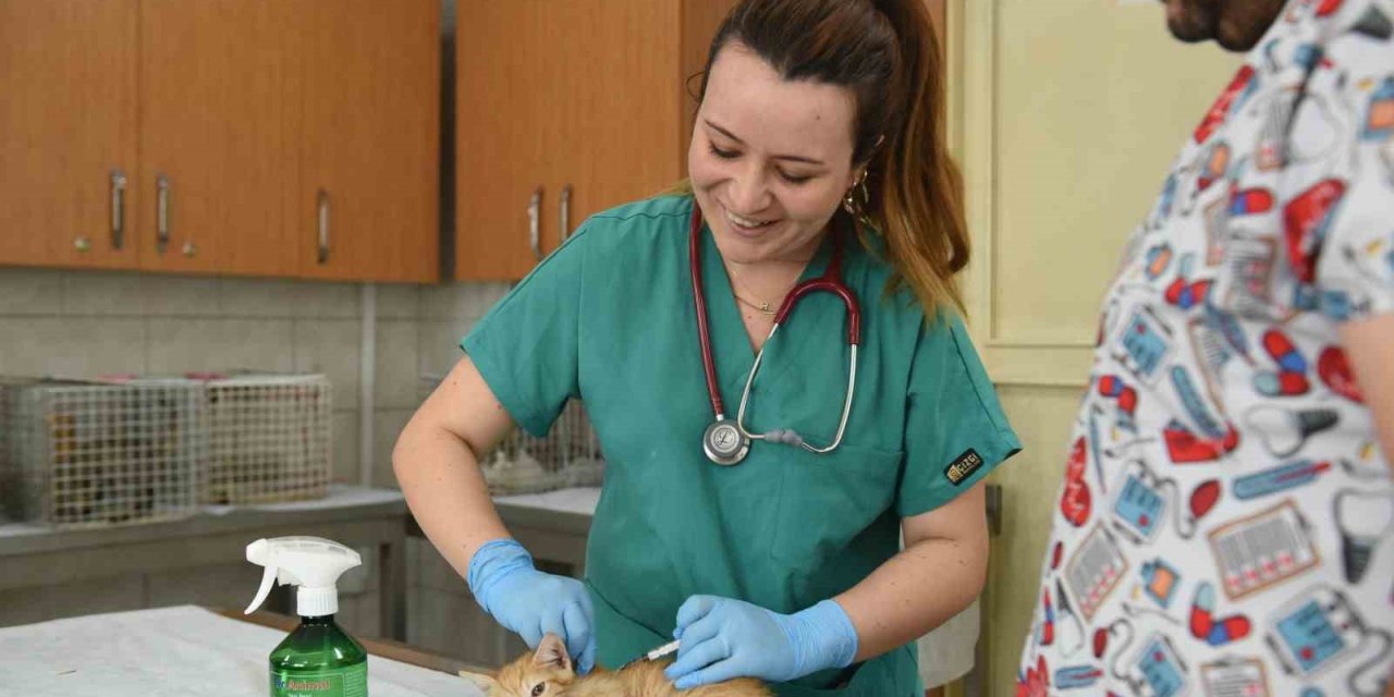 Kepez, Ağustos Ayında Bine Yakın Sokak Hayvanına Kucak Açtı