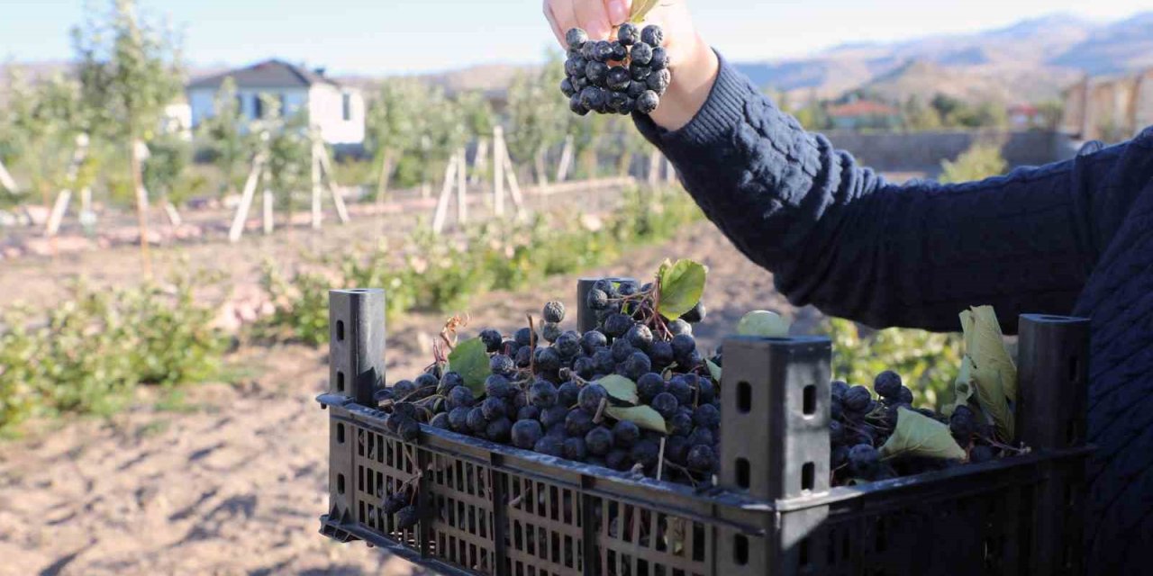 Talas Deneme Bahçesi’nde Aronya Hasadı