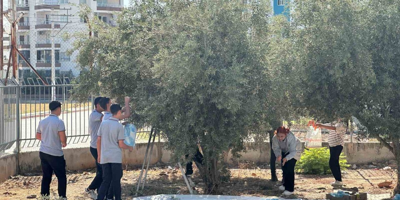 Öğrenciler Okul Bahçesinde Zeytin Topladı