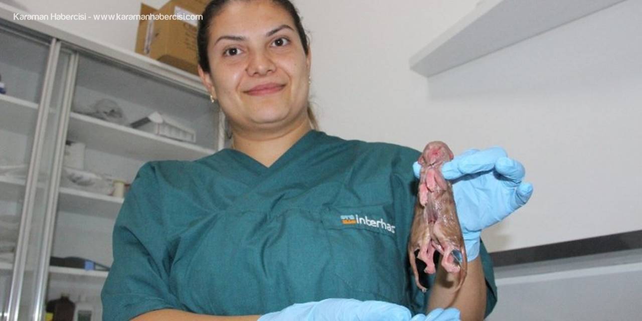 Ölü Doğan Tek Başlı, İki Vücutlu Ve Sekiz Bacaklı Kedi Görenleri Şaşırttı