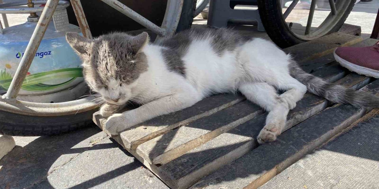 Esnafın Beslediği Ve Terk Edildiği Düşünülen Uysal Kediye Sıcak Bir Yuva Aranıyor