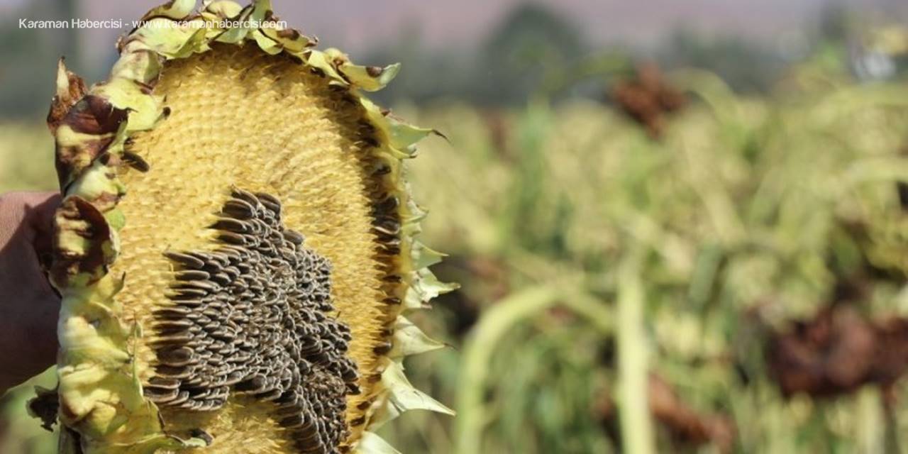 Aksaray’da 10 Bin Dekar Alanda Dolu Zararı Oluştu