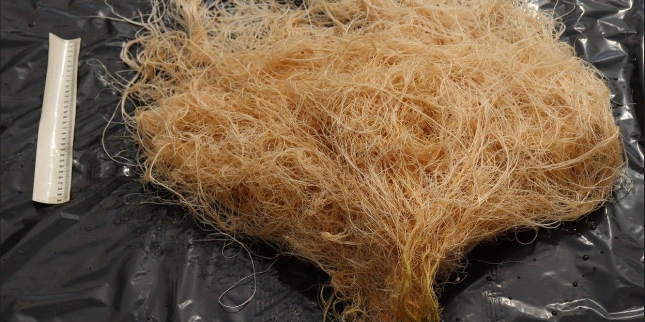 Akdeniz Üniversitesi, "cevval" Adı Verilen Yeni Tür Domates Anacı Geliştirdi