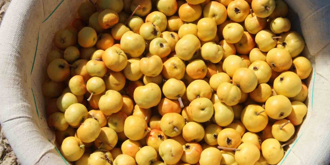 Alıçta Hasat Başladı