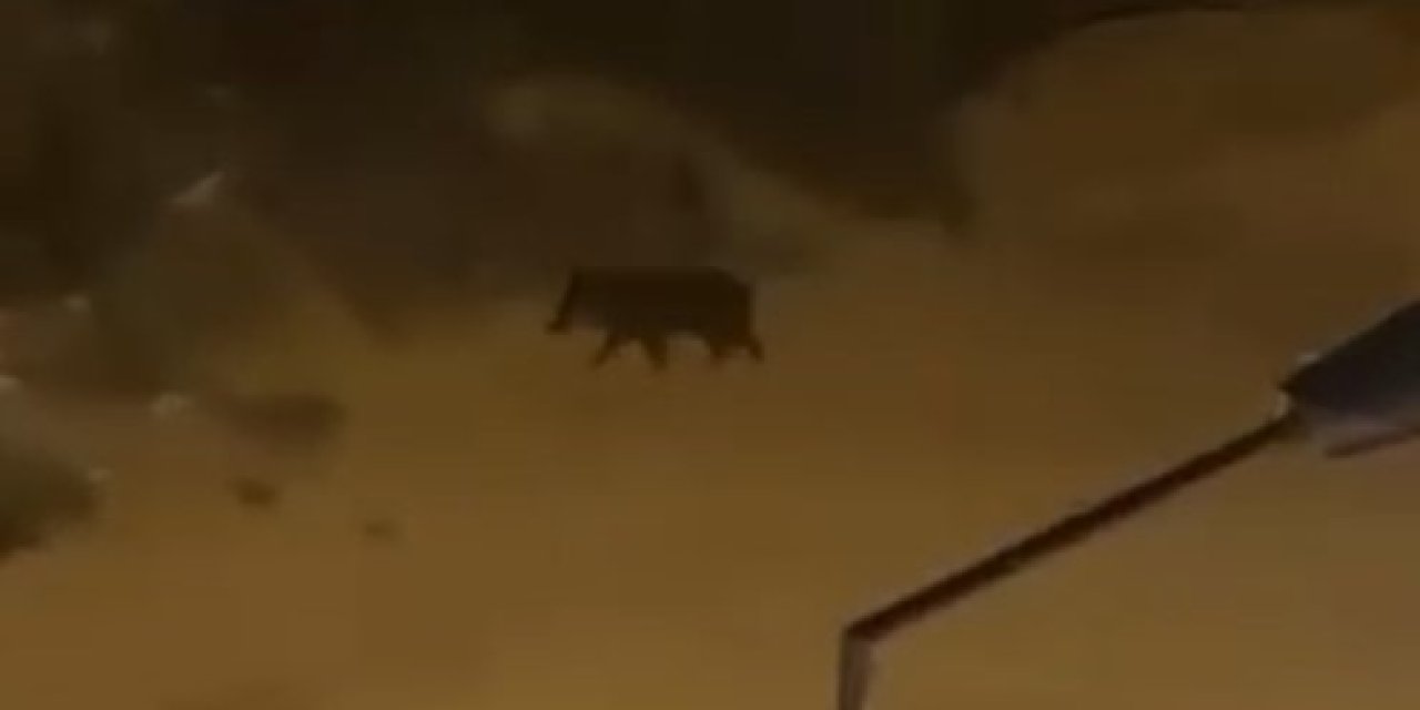 Domuzlar Sürü Halinde Mahalleye İndi