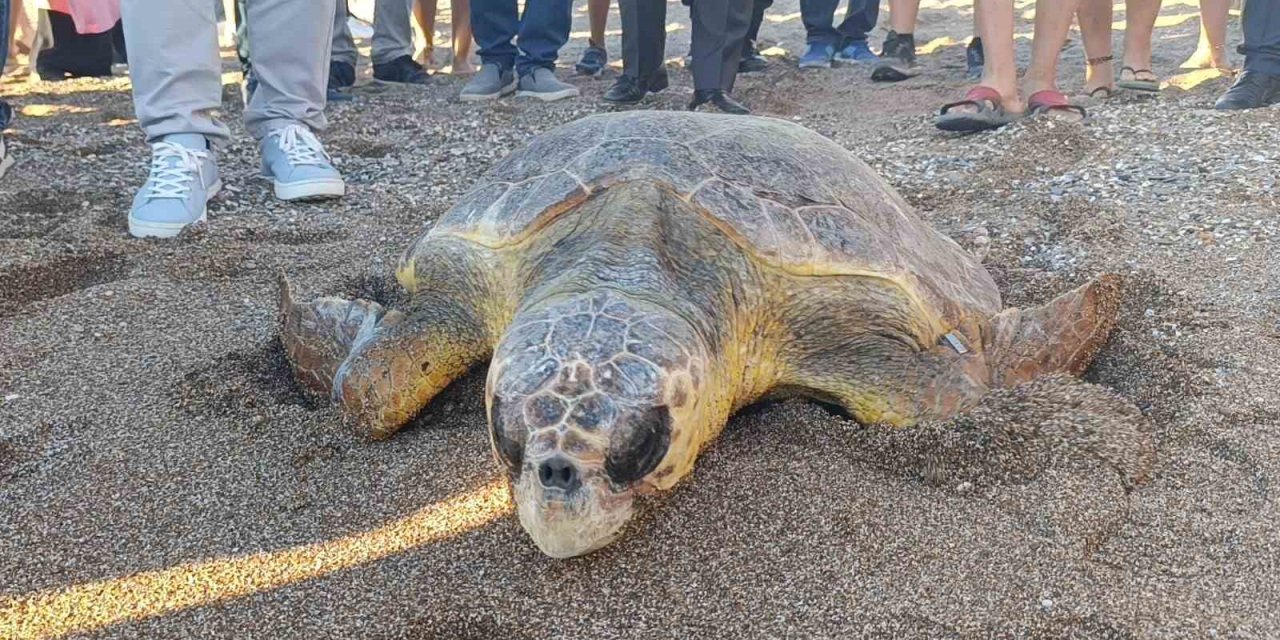 Tedavileri Tamamlanan 2 Caretta Caretta Denize Bırakıldı