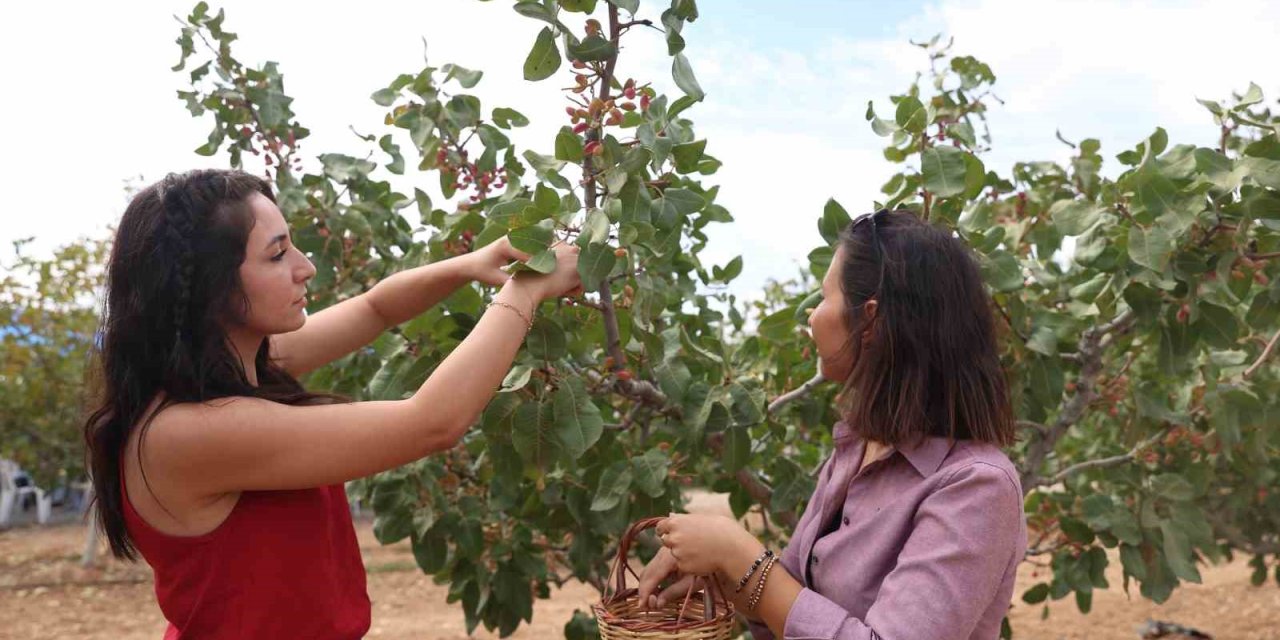 Antalya’da Kuraklığa Dayanıklı Toros Fıstığı, Tarımsal Kalkınmaya Destek Sağlayacak