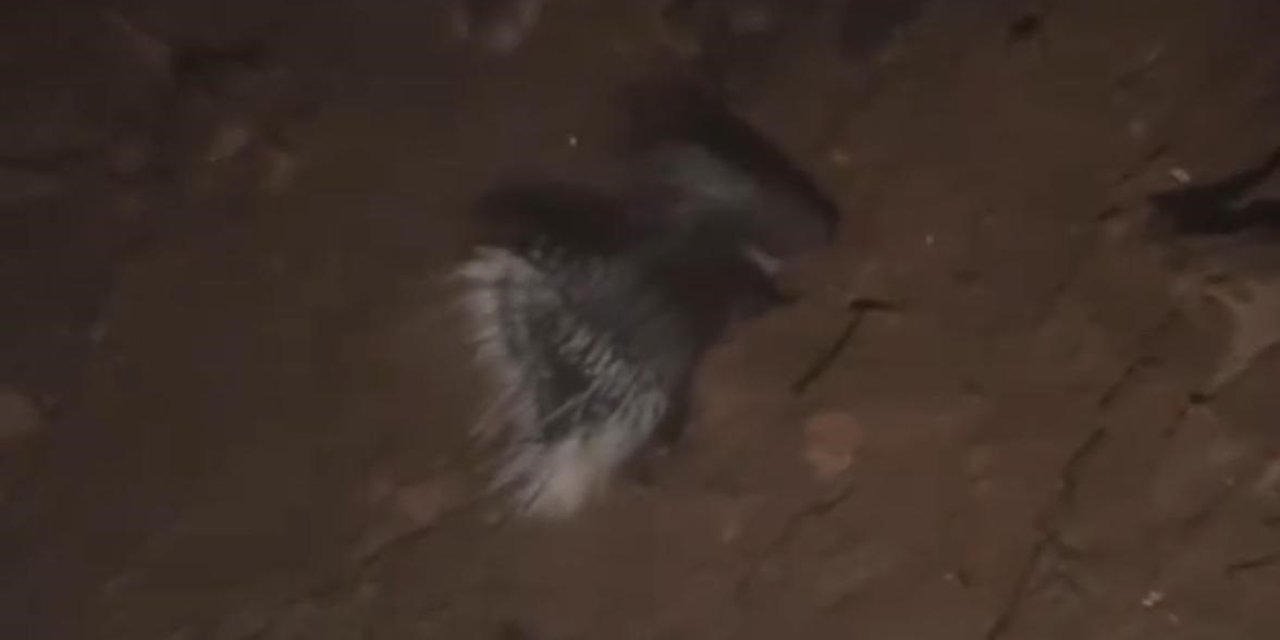 Konya’da Nesli Tükenme Tehlikesi Altında Olan Oklu Kirpi Görüntülendi