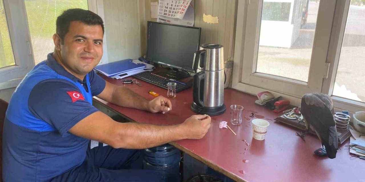 Zabıtalara Misafir Olan Karganın Kahvaltı Keyfi